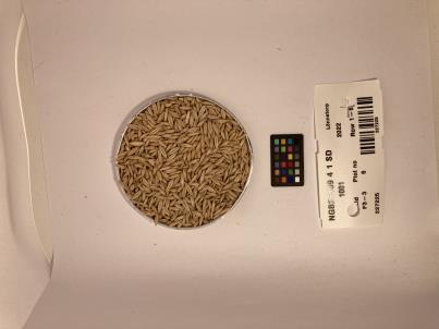 SEED